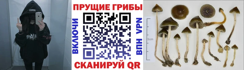 Галлюциногенные грибы GOLDEN TEACHER  где купить   Агидель 
